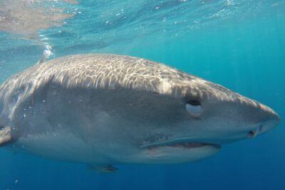 Shark Cage Diving on Oahu’s North Shore - Which sharks you’ll likely see on Oahu’s North Shore
