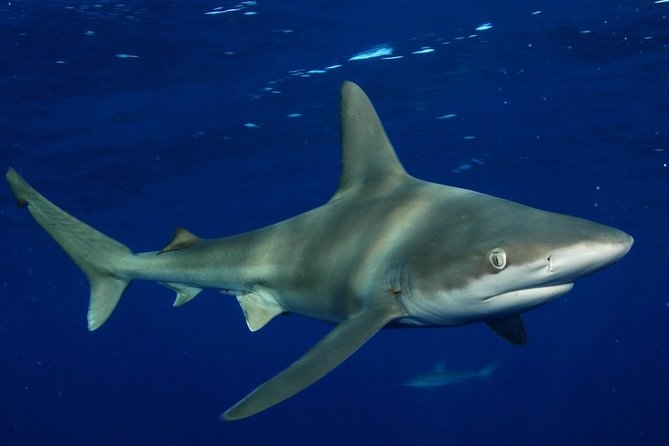 Shark Cage Diving on Oahu’s North Shore - Who should book this shark cage encounter