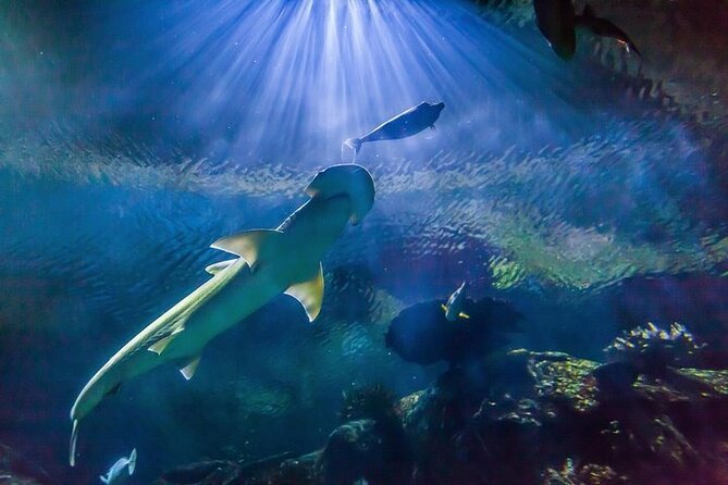 Shark Reef at Mandalay Bay Hotel and Casino - Key takeaways