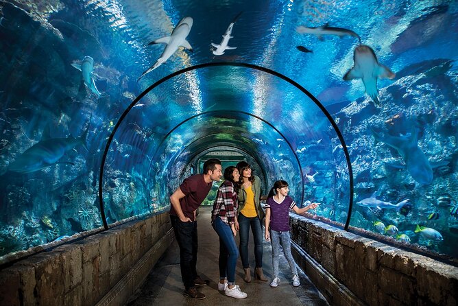 Shark Reef at Mandalay Bay Hotel and Casino - Beyond sharks: reptiles, piranhas, octopus, and the unexpected stops