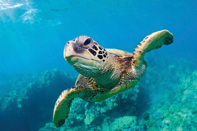 Shark Reef at Mandalay Bay Hotel and Casino - Undersea Explorer VR Theater: motion-platform 360° 3-D with real limits