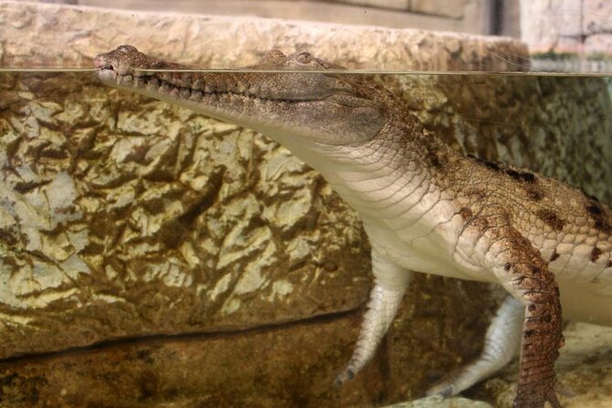 Shark Reef at Mandalay Bay Hotel and Casino - Timing, crowds, and how long the visit really takes
