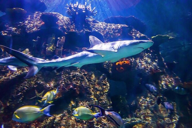 Shark Reef at Mandalay Bay Hotel and Casino - Price and value at $29.75: who it is perfect for