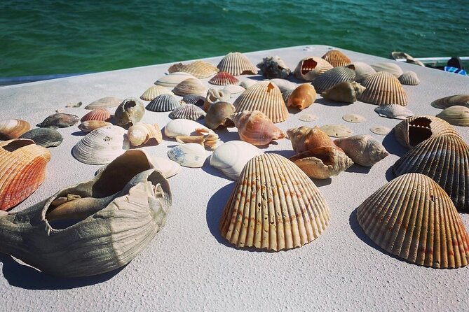 Shell Island Snorkel and Dolphin Catamaran Cruise with Island Time - Shell Island stop: beach roaming, shells, and a real sense of place