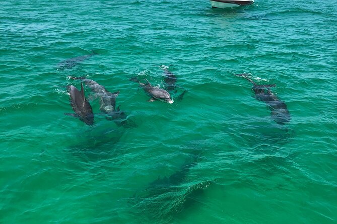 Shell Island Snorkel and Dolphin Catamaran Cruise with Island Time - Drinks, music, and crew energy: where the trip feels like a party