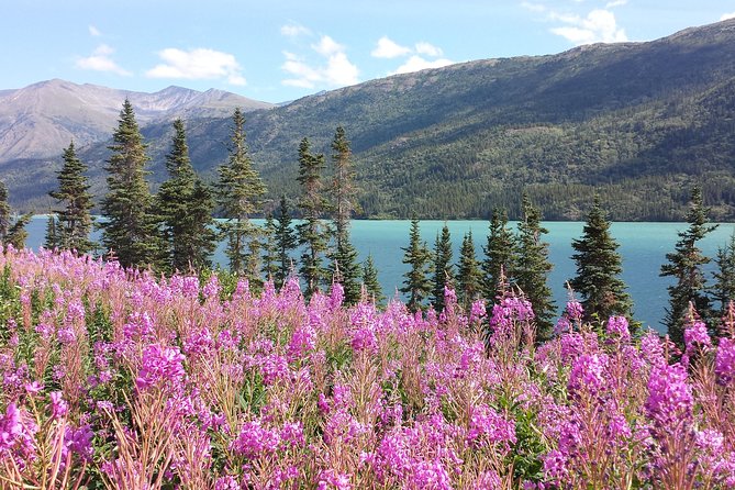 Skagway Shore Excursion: Half-Day Tour to the Yukon Border and Suspension Bridge - Key highlights worth your attention