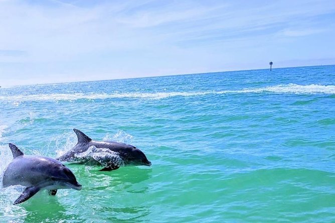 Small Group 2 Hour Dolphin Cruise with Snorkeling to Shell Key - The Boat Ride: 25-Foot Pontoon and a Much Calmer Feel