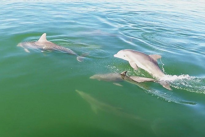 Small Group 2 Hour Dolphin Cruise with Snorkeling to Shell Key - Boca Ciega Bay: Where Dolphins and Manatees May Show Up