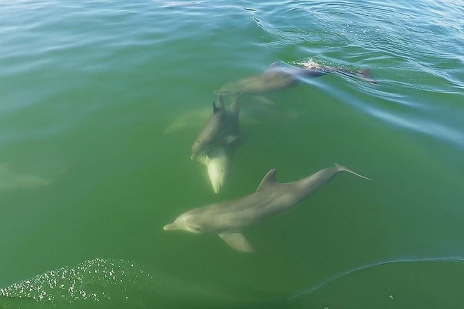 Small Group 2 Hour Dolphin Cruise with Snorkeling to Shell Key - The Shell Key Island Stop: Shelling, Sand Time, and Shore Snorkeling