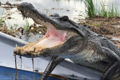 Small-Group Airboat Swamp Tour with Downtown New Orleans Pickup - Downtown New Orleans Pickup to Barataria Preserve: Timing and What to Watch For