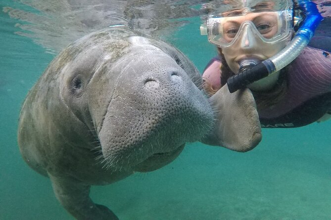 Small Group Manatee Snorkel Tour with In-Water Guide and Photographer - Key Points You’ll Care About