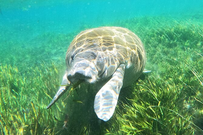 Small Group Manatee Snorkel Tour with In-Water Guide and Photographer - In-Water Guide + Photographer: Respectful Snorkeling With Real Photo Support