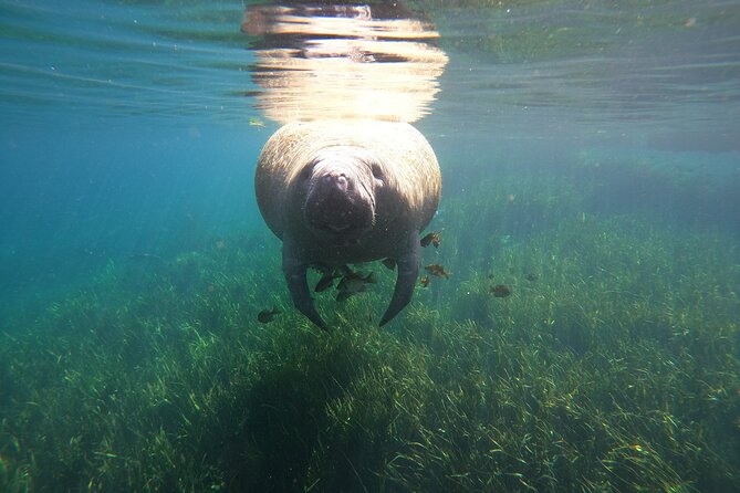 Small Group Manatee Snorkel Tour with In-Water Guide and Photographer - Small Group (Max Six) For You And For The Animals