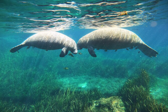 Small Group Manatee Snorkel Tour with In-Water Guide and Photographer - Practical Tips Before You Book