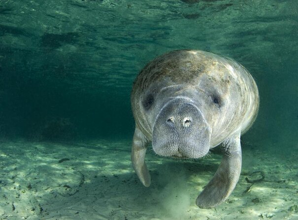 Small group Manatee Tour with In-Water Divemaster/Photographer - Key things I’d bet on before you go