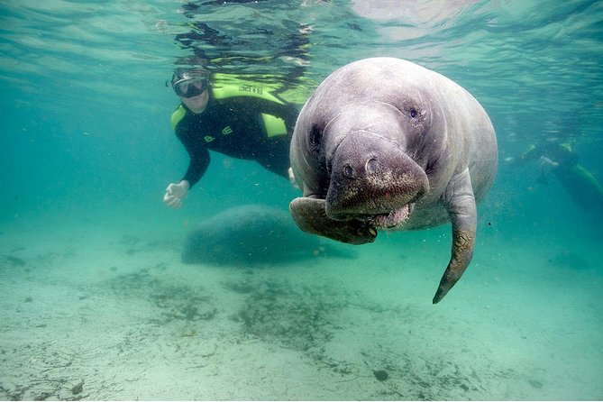 Small group Manatee Tour with In-Water Divemaster/Photographer - Why Kings Bay Is the Best Place to Meet Florida Manatees
