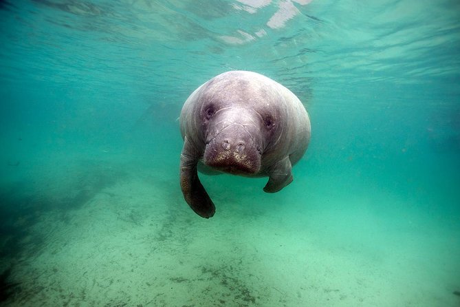 Small group Manatee Tour with In-Water Divemaster/Photographer - Quiet Snorkeling and How Your Guide Helps You Stay Safe