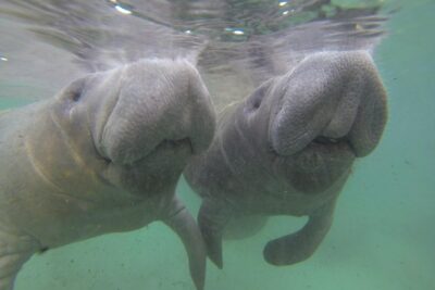 Small group Manatee Tour with In-Water Divemaster/Photographer - The 3-Hour Flow: Gear Up, Learn Passive Observation, Find Manatees