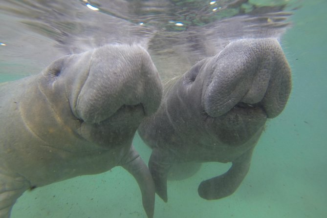 Small group Manatee Tour with In-Water Divemaster/Photographer - The 3-Hour Flow: Gear Up, Learn Passive Observation, Find Manatees