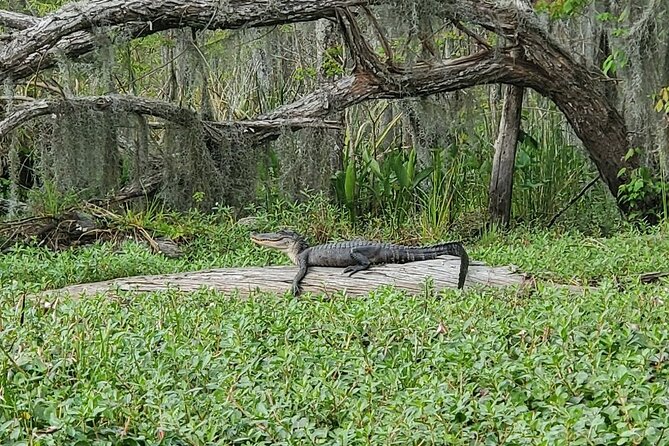 Small-Group Manchac Swamp Kayak Tour - Timing, Duration, and Your Day Plan in New Orleans
