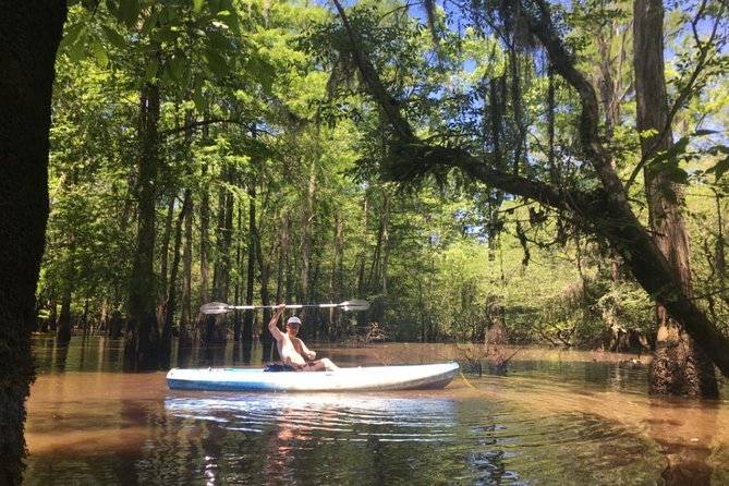 Small-Group Manchac Swamp Kayak Tour - Manchac and Maurepas Swamps: What You’re Actually Seeing