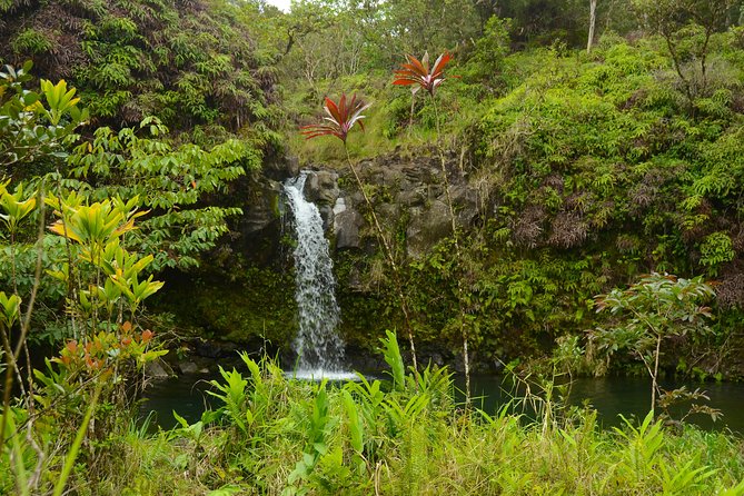 Small-Group Road to Hana Luxury Tour - Ke‘anae Point: Taro Fields, Lava, and a True Local Feeling