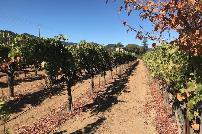 Small-Group Wine Country Tour from San Francisco with Tastings - Timing, drinks, and comfort: practical notes that save the day
