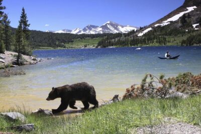 Small Group Yosemite and Giant Sequoias Day Trip from San Francisco - The comfort of a 15-person minibus day