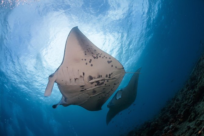 Snorkel with Manta Rays Guaranteed - Key takeaways before you go