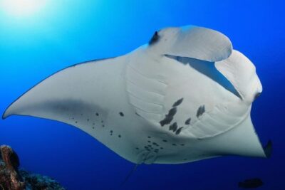 Snorkel with Manta Rays Guaranteed - Hokulani, Keauhou Bay, and getting to the action fast