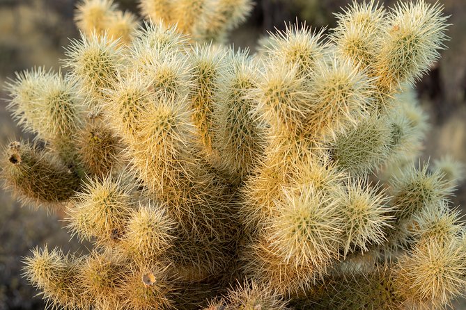 Sonoran Desert Jeep Tour - The Jeep ride itself: low-speed, jarring, and how to stay comfortable