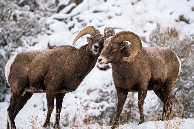Sunrise 4-Hour Grand Teton Wildlife Adventure - Wildlife spotting strategy: how the guide improves your odds