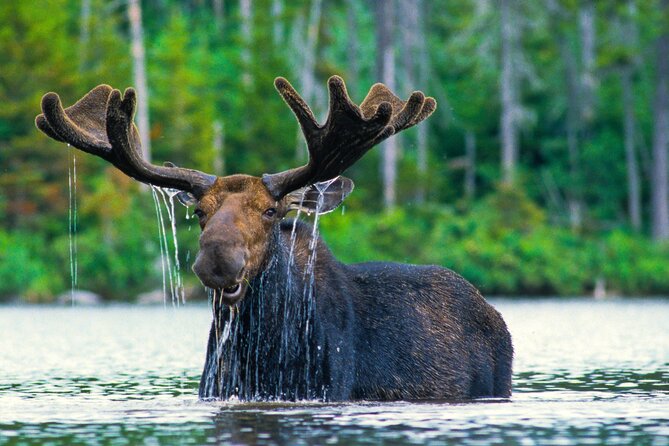 Sunset 4-Hour Grand Teton Wildlife Adventure - Key highlights you’ll feel on the drive