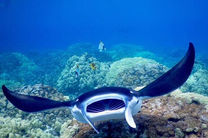 Sunset and Manta Ray Snorkel Adventure - Gear, cold water, and the swim requirement you can’t ignore
