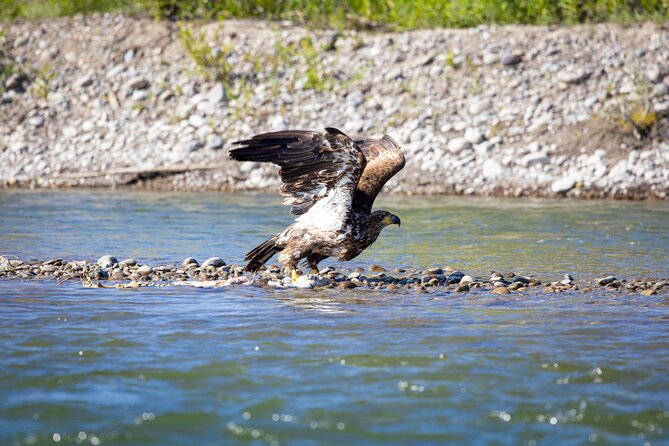 Tetons and Snake River Scenic Float Trip In Jackson Hole - What happens during the trip: from Jackson to Tetons views and back