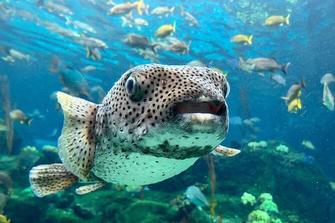 The Florida Aquarium in Tampa General Admission - Key points to know before you go