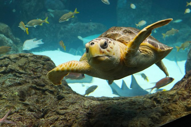 The Florida Aquarium in Tampa General Admission - Bays & Beaches and Stingray Beach: The Touch-Pool Moment That’s Worth Your Time