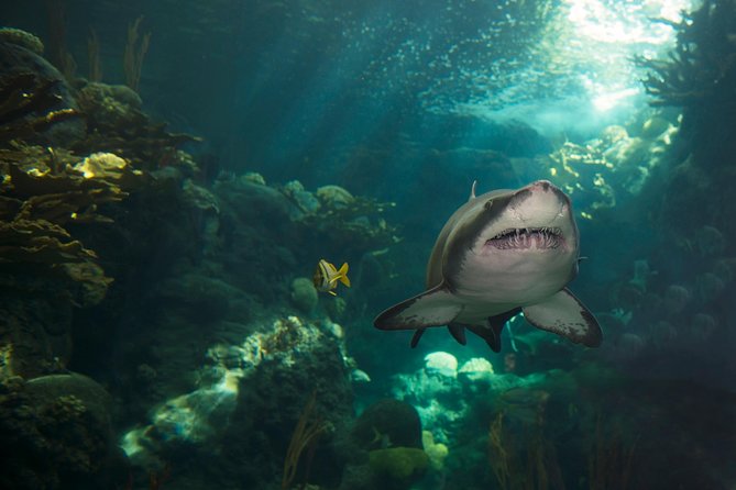 The Florida Aquarium in Tampa General Admission - Navigation, Crowds, and Strollers: Getting Around Without Frustration