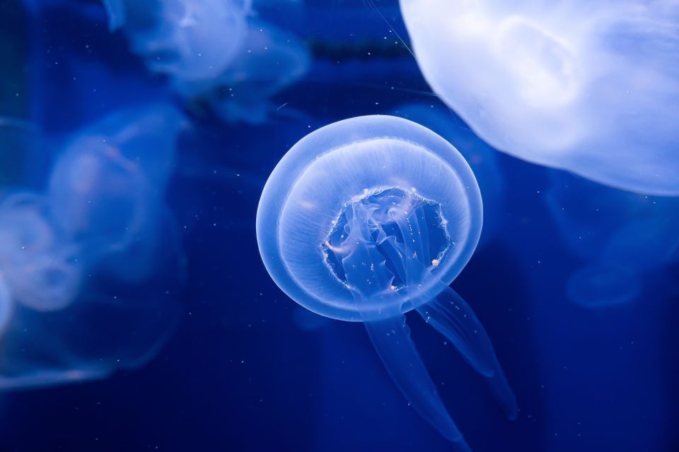 The Florida Aquarium Ticket - Sea-to-tree route: how to plan your visit without missing the best stuff