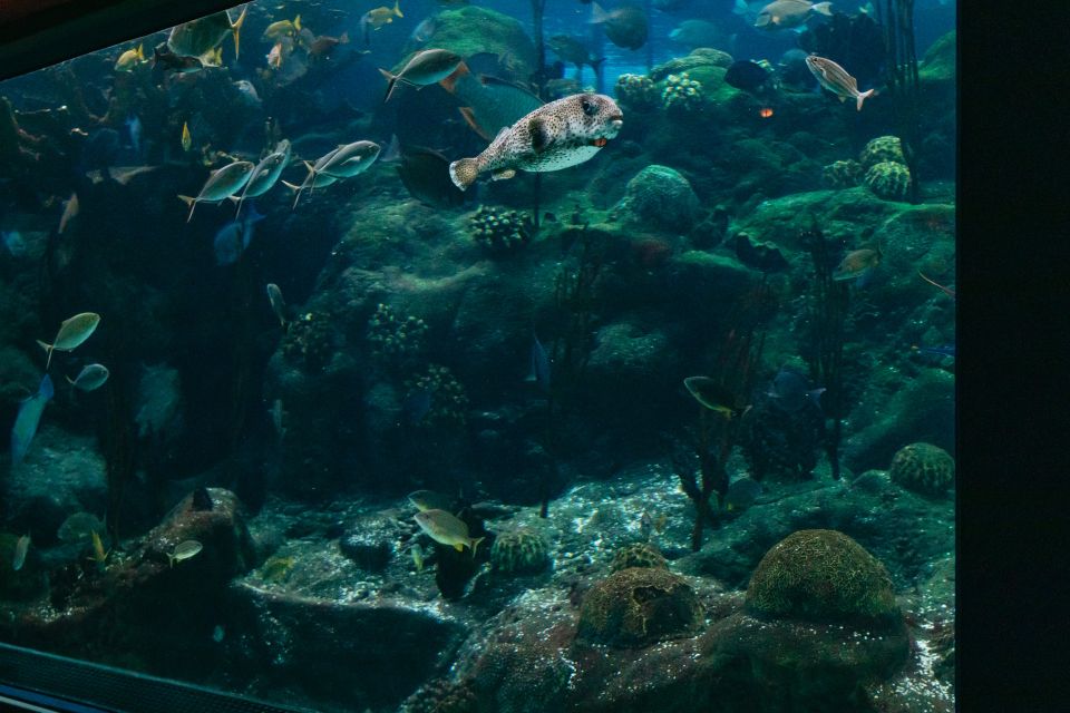 The Florida Aquarium Ticket - Add-ons: SeaTREK and the Wild Dolphin Cruise (how to decide)