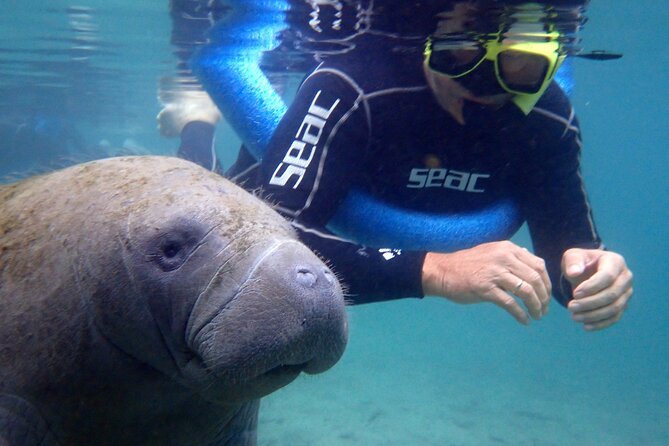 The 'OG' Manatee Snorkel Tour with In-Water Guide/Photographer - Crystal River’s manatees: why this tour is different from a basic snorkel