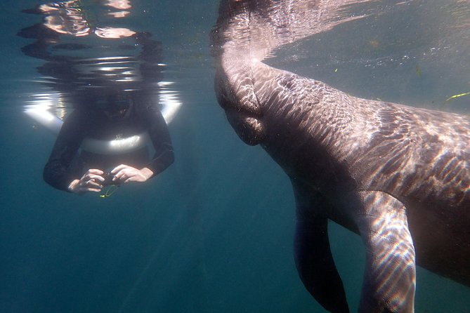 The 'OG' Manatee Snorkel Tour with In-Water Guide/Photographer - River Ventures one-stop check-in: gear up without drama