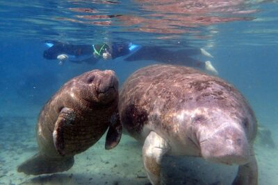The 'OG' Manatee Snorkel Tour with In-Water Guide/Photographer - Booking and timing: the tour stays popular for a reason