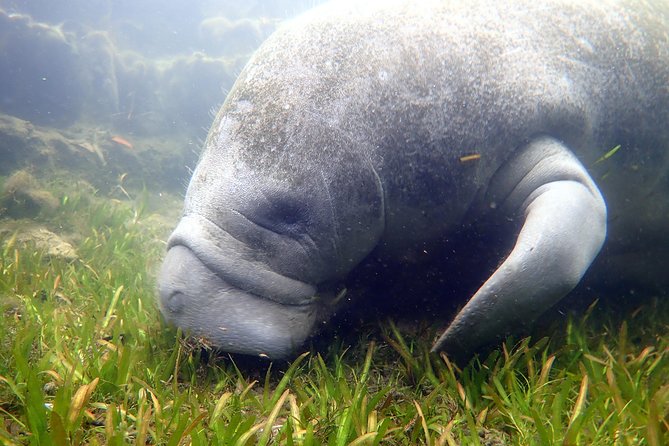 The 'OG' Manatee Snorkel Tour with In-Water Guide/Photographer - Stop 1: Crystal River National Wildlife Refuge—where the tour makes its promise
