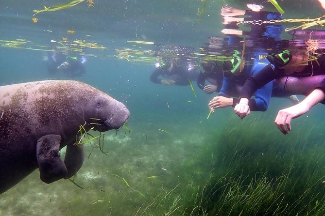The 'OG' Manatee Snorkel Tour with In-Water Guide/Photographer - Stop 2: River Ventures—where the crew keeps the day running