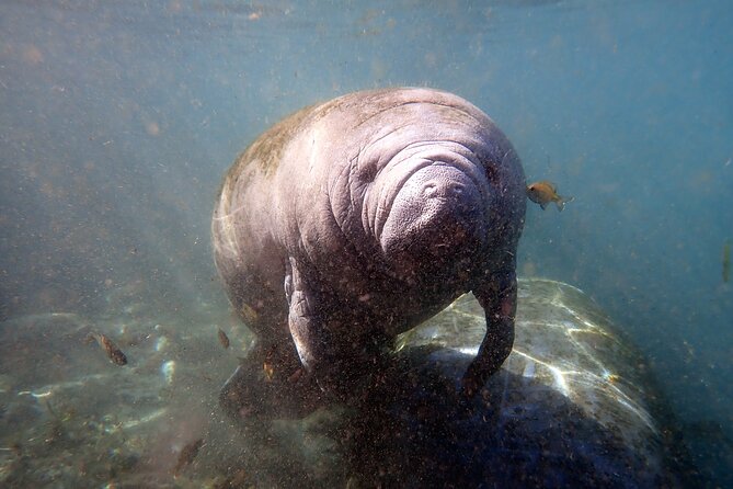 The 'OG' Manatee Snorkel Tour with In-Water Guide/Photographer - The boat cruise: an enclosed ride in winter, and a search pattern that matters
