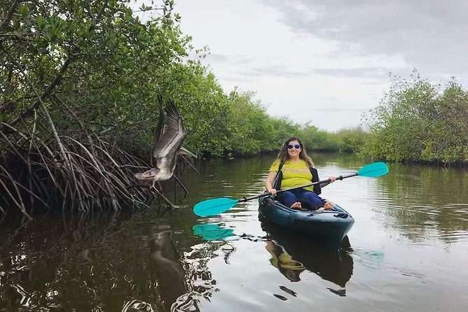 Thousand Island Mangrove Tunnel, Manatee & Dolphin Kayak Tour w/Cocoa Kayaking - Why the Thousand Islands mangrove tunnel tour feels different than “just kayaking”