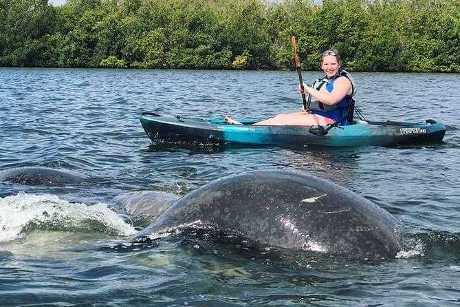 Thousand Island Mangrove Tunnel, Manatee & Dolphin Kayak Tour w/Cocoa Kayaking - Wildlife spotting: manatees, dolphins, and birds without getting tunnel vision