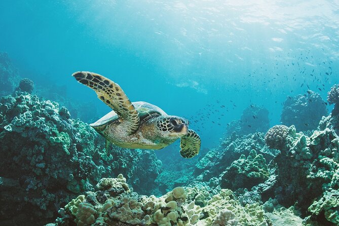 Turtle Canyon Snorkel Adventure in Waikiki, Oahu - Turtle Canyon feels close to Waikiki (and that’s the point)
