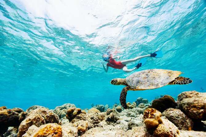 Turtle Canyon Snorkel Adventure - Small Group 6 Passengers - Price and value: $105 for six people, gear, and snacks